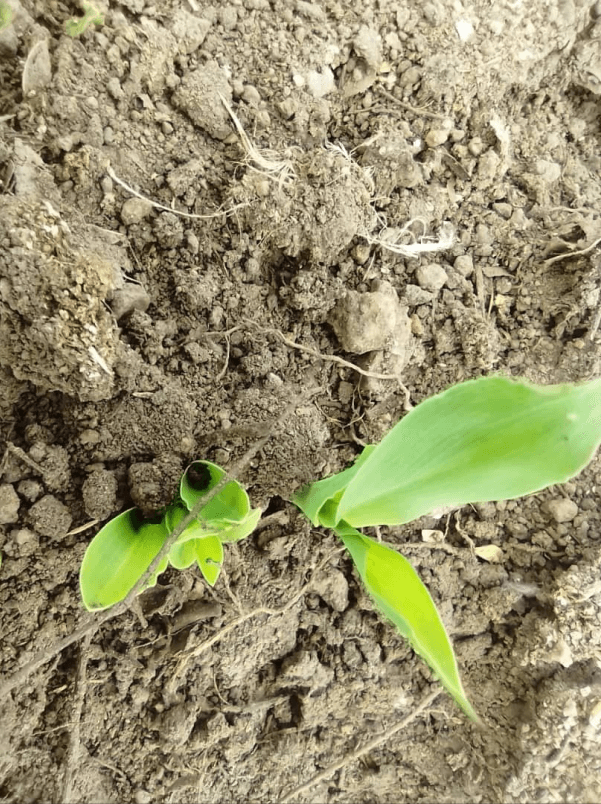 Crop Cultivation